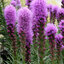 Liatris 'Kobold' - liatra