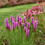 Liatris 'Kobold' - liatra