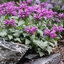 Lamium 'Beacon Silver' - hluchavka