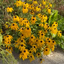 Rudbeckia ‘Deamii' - rudbekia