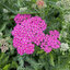 Achillea 'Milly Rock Rose' - rebríček