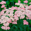 Achillea 'Pink Grapefruit' - rebríček