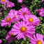 Aster 'Herbstgruß vom Bresserhof' - astra