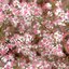 Aster 'Horizontalis' - astra