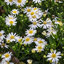 Aster 'Starshine' - astra