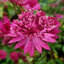 Astrantia 'Capri' - jarmanka