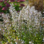 Calamintha nepeta ssp. nepeta - marulka