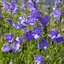 Campanula 'Coerulea' - zvonček
