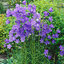 Campanula 'Coerulea' - zvonček