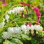 Dicentra 'Alba' - srdcovka K1L