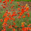 Geum 'Fiery Tempest' - kuklík