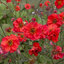 Geum 'Fiery Tempest' - kuklík