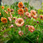 Geum 'Mai Tai' - kuklík