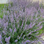 Nepeta 'Walker's Low' - kocúrnik