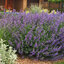Nepeta 'Walker's Low' - kocúrnik