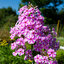 Phlox 'Natascha' - flox K1L