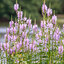 Physostegia 'Rosea' - fyzostégia