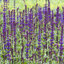 Salvia 'Caradonna' - šalvia