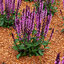 Salvia 'Midnight Rose' - šalvia