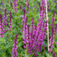 Salvia 'Pink Paradise' - šalvia