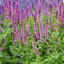 Salvia 'Pink Paradise' - šalvia