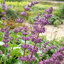Salvia 'Purple Rain' - šalvia