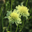 Scabiosa ochroleuca - hlaváč