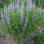 Baptisia australis - baptízia