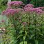 Eupatorium 'Baby Joe' - konopáč K1L