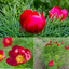 Paeonia tenuifolia - pivonka úzkolistá K1L