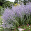 Perovskia 'Little Spire'