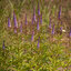 Veronicastrum 'Cupid' - veronika