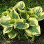 Hosta 'Liberty' - funkia