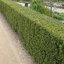 Taxus 'Hicksii' - tis