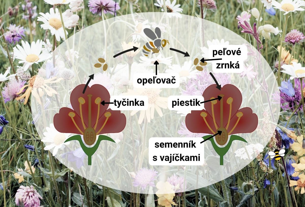 cudzoopelivosť, rastliny, opelenie, piestik, blizna, tyčinky