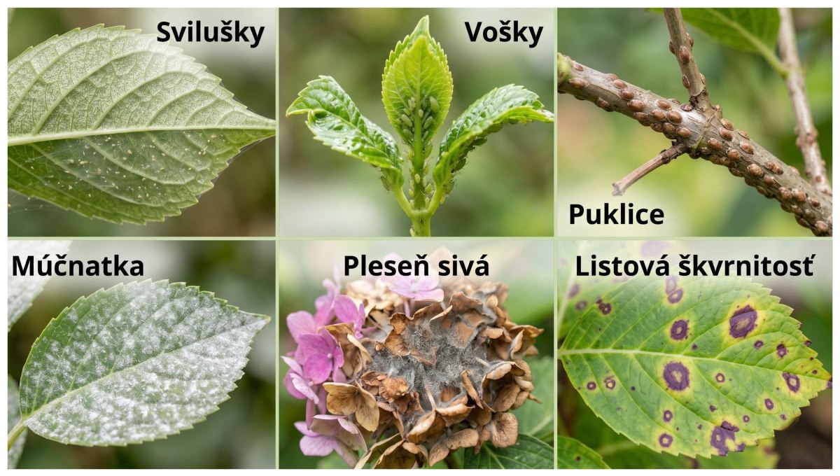 choroby a škodce hortenzií