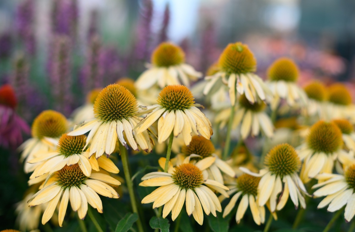 taxón-echinacea