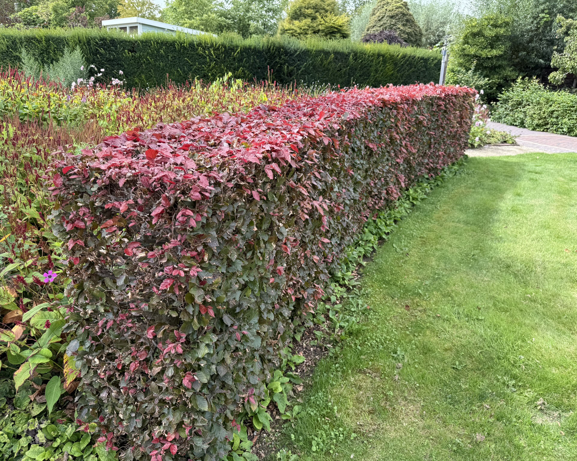 živý plot červenolistý buk