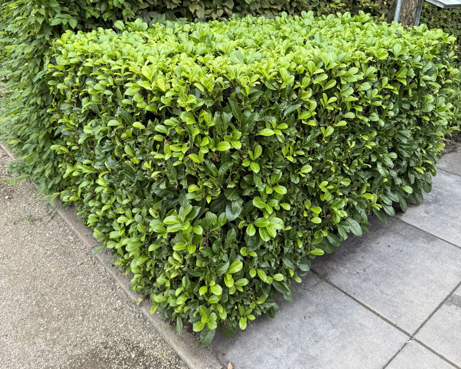 živý plot z vavrínovca